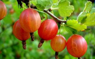 Gooseberry dishes, recipes for preparations