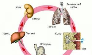Каква е функцията на черния дроб в човешкото тяло?