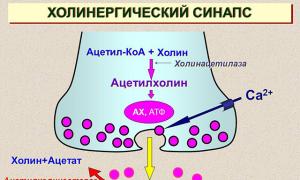 Ацетилхолинов медиатор и неговите механизми на действие