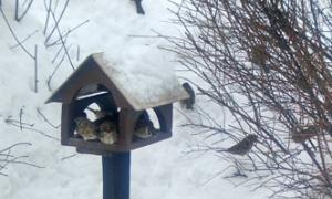 Dôležitosť výživy vtákov v zime