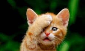 एक बिल्ली में मूत्र असंयम के संभावित कारण और इसके बारे में क्या करना है एक बिल्ली में मूत्र असंयम का इलाज कैसे करें