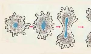 Жизнь и строение клетки амебы