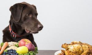 कुत्ते क्या फल और जामुन खा सकते हैं