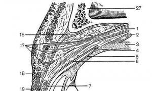 Dakrioadenitis ali vnetje solznih žlez Struktura solznih žlez