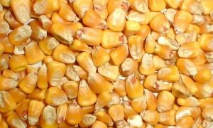 Фуражна царевица: най-добрите сортове, как да я различа от храната Каква е разликата между фуражната фуража и фуражната царевица?