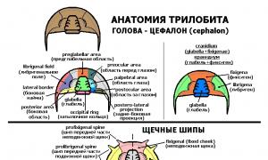 Trilobiti Sodobni trilobiti