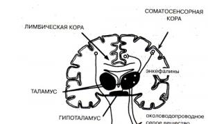 Patofyziológia neuropatickej bolesti Koncept fyziologickej a patologickej bolesti