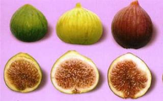 Fig tree - tree of paradise