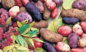 Во сне копала картошку: толкование сновидения Что значит копать картошку во сне?