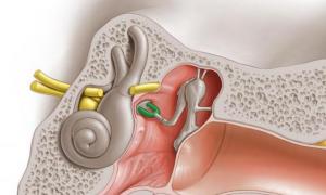 Анатомия на ухото: структура, функция, физиологични характеристики Структурата на ухото и какво е отговорно за какво