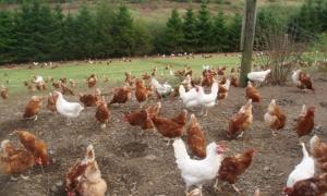 Антибиотици за пилета: преглед на лекарства, приложение, ефективност, прегледи