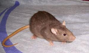 Najväčší potkan na svete Veľké potkany