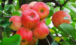 Aké ovocie je možné jesť s diabetes mellitus a ktoré nie?