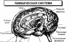 Limbični sistem je več kot tvorbe na robu možganov.Limbični možgani in notranji organi.