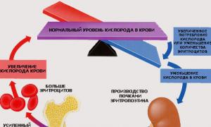 Anong mga hormone ang nag-regulate sa pagpapaandar ng kidney