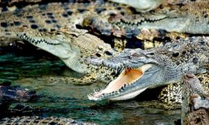 Prečo snívať o krokodílovi - snívajte o knihe snov o krokodíloch
