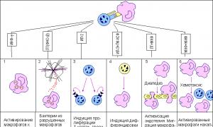 Активност на cd4 Т клетки на възпаление Фосфорилиране на кинази, сглобяване и активиране на сигналния комплекс върху клетъчната мембрана