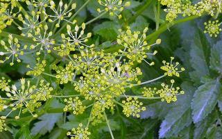 Hogweed: fotografija rastline, opekline